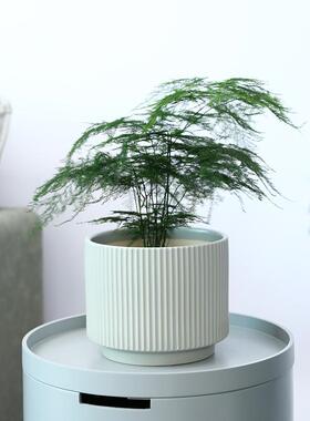 花盆陶瓷家用白色轻奢高级感客厅蝴蝶兰专用北欧简约室内兰花文竹