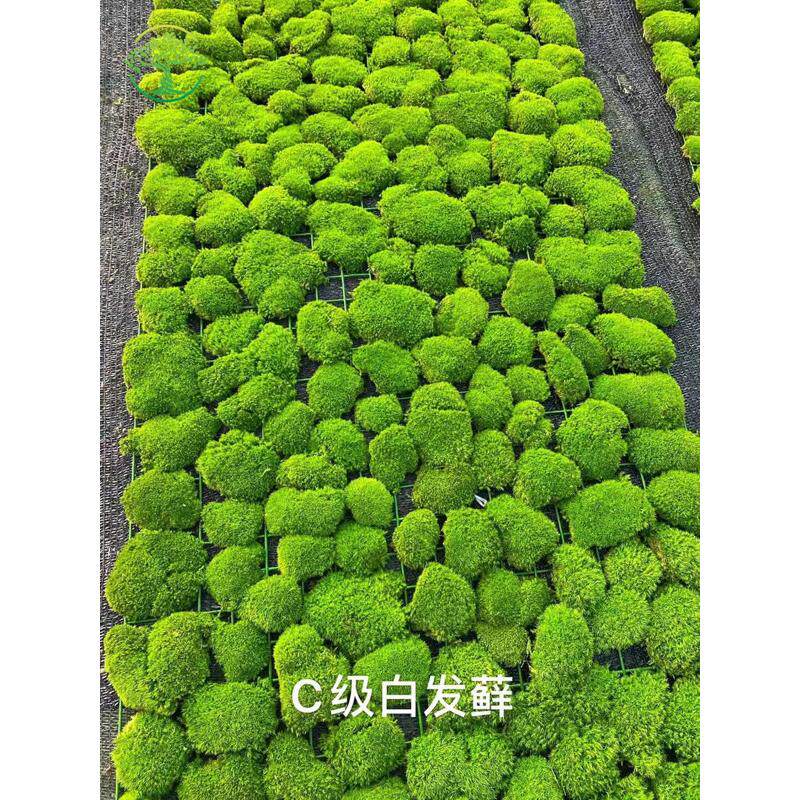 仿真植物青苔苔藓鹿角藓白发藓大灰藓室内造景装饰铺底面高端绿植