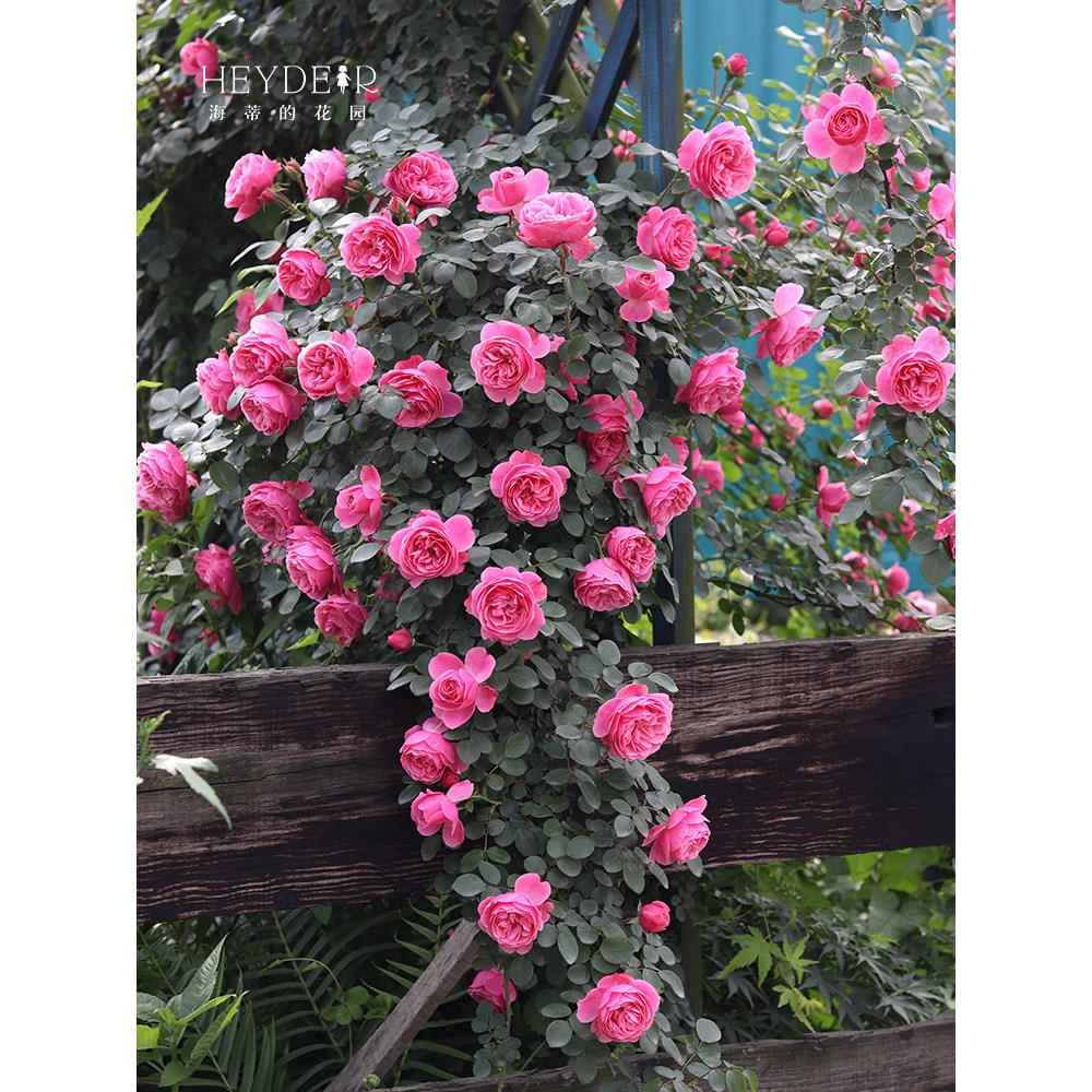 海蒂的花园 粉色达芬奇藤本月季阳台庭院栅栏好养花卉植物盆栽苗