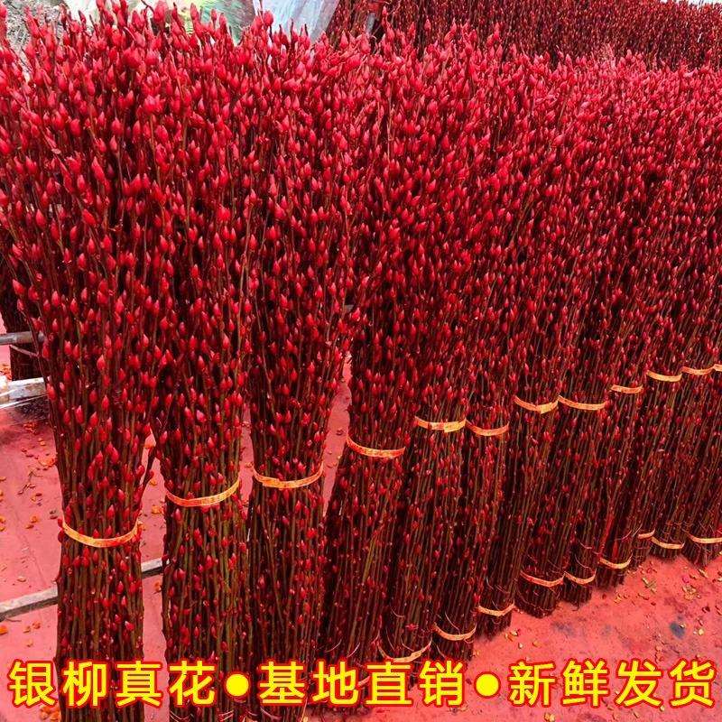 银柳真花鲜枝年宵花大红色银柳干花耐寒水培花卉易活干枝鲜枝银柳