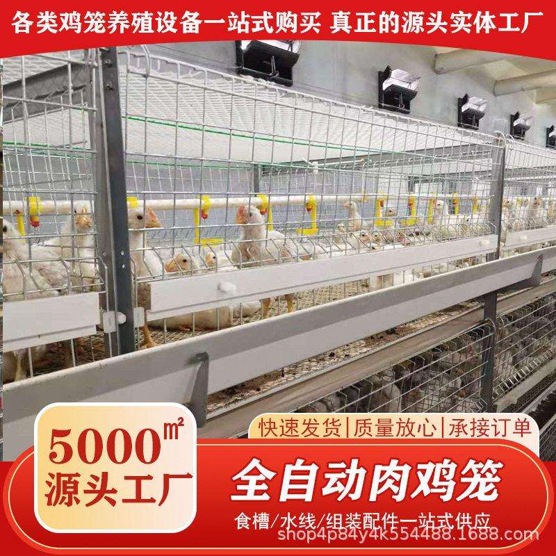 自动化养鸡设备大型养殖鸡舍肉鸡笼投喂养殖镀锌笼阶梯式养鸡设备