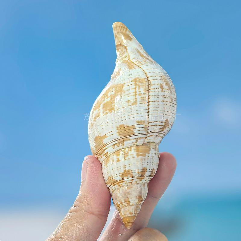 郁香螺天721然贝壳海壳超大螺摆件鱼缸造景水伴族礼品幼儿园金手