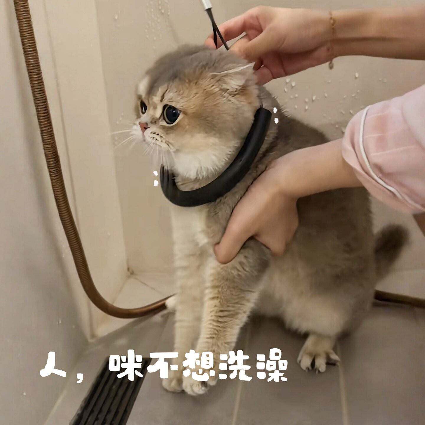 宠物洗澡固定器多功能狗狗猫咪洗澡神器防应激防逃跑钢丝绳固定绳