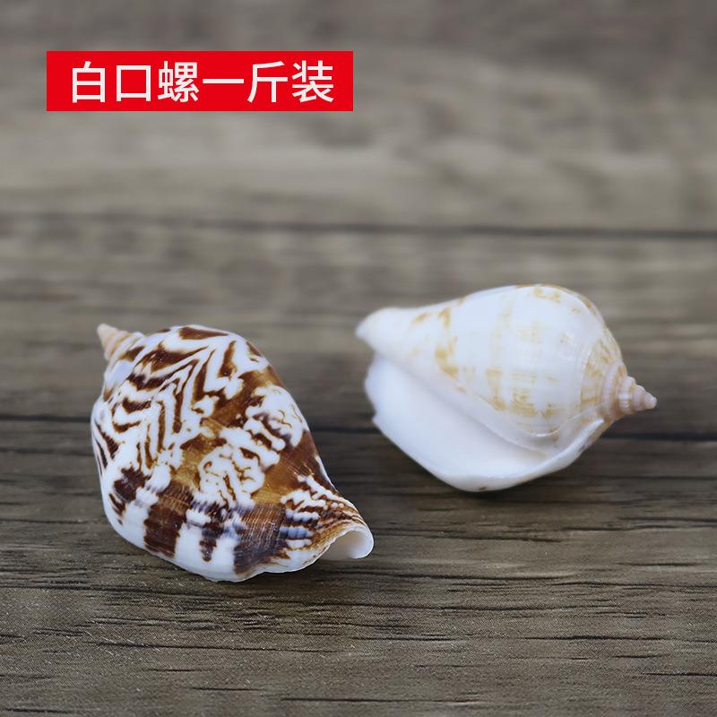 天然多环小凤螺海贝螺贝鱼缸造景壳装饰壳工艺凰白口螺一斤装.