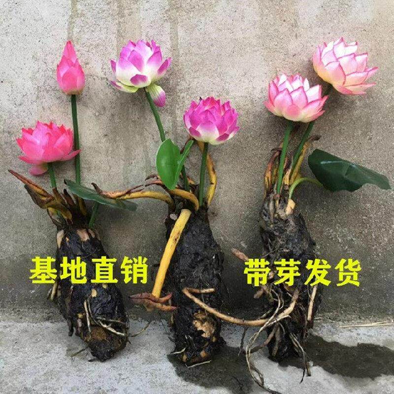 睡莲水培植物四季荷花盆栽水养开花鱼缸莲花池塘根块带花苞大花苗