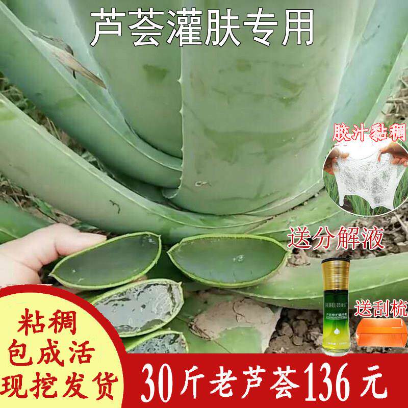 大颗30斤美容院专用芦荟灌肤美国库拉索纳豆奶芦荟盆栽苗植物保湿
