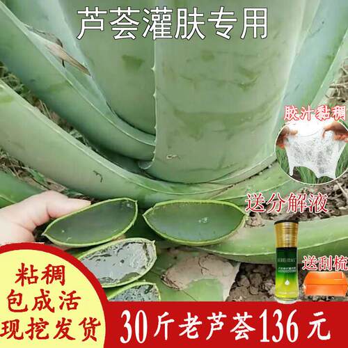 大颗30斤美容院专用芦荟灌肤美国库拉索纳豆奶芦荟盆栽苗植物保湿