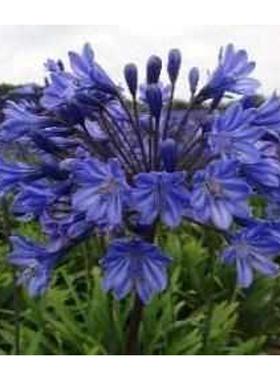 进口百子莲Intermedia’媒介物等二十个品种清单详情宿根种球花卉