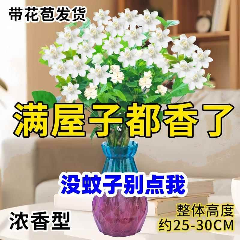 九里香水培植物盆栽四季开花卉七里香千里眼树苗老桩室内易活绿植 鲜花速递/花卉仿真/绿植园艺 花托/移动托盘 原图主图