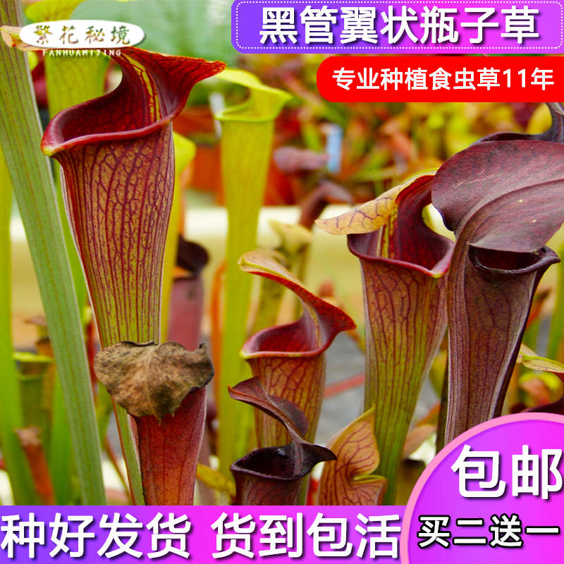 黑管翼状瓶子草【褐黑色管状大型绿植盆栽食人花巨型品种】