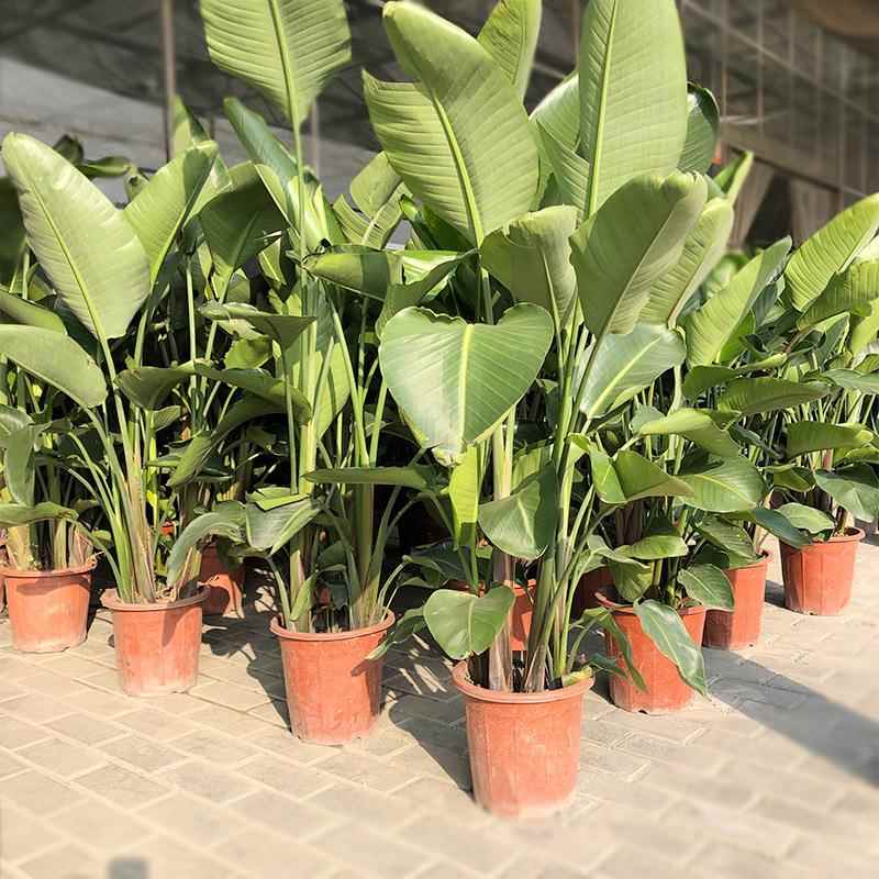 天堂鸟盆栽 芭蕉 极乐鸟花 园林园艺绿化植物基地 盆栽花卉