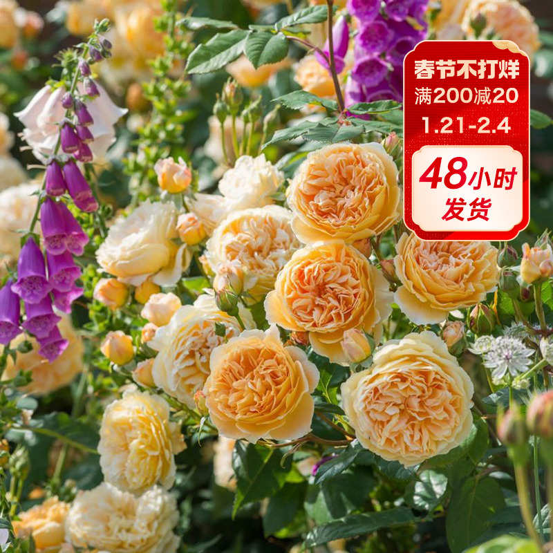 海蒂的花园玛格丽特王妃藤本月季花柱花架庭院爬藤花卉植物盆栽苗