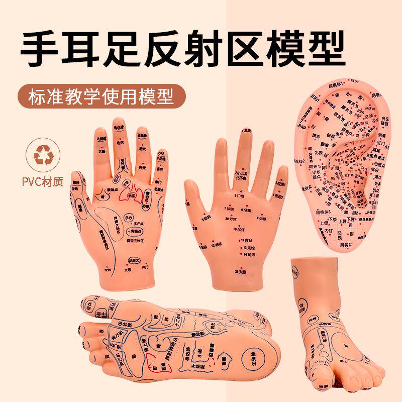 脚穴位模型足部底耳模耳朵手经络手部推拿针灸足底脚模反射眼睛图