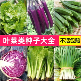 蔬菜种子籽孑苗四季阳台生菜，茄子黄瓜丝瓜番茄，辣椒韭菜西红柿芹菜