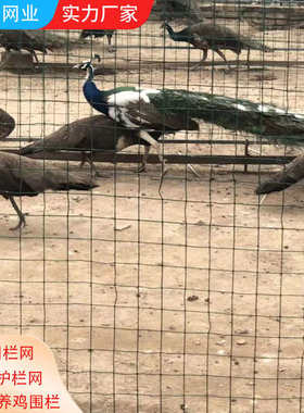 养殖围栏网 荷兰池塘网围栏隔离栅公路养鸡 网 铁丝网防护网养鸡