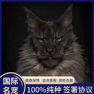 纯种缅因猫幼猫俄罗斯巨型长毛宠物赛级烟灰银虎红虎棕虎血统猫舍