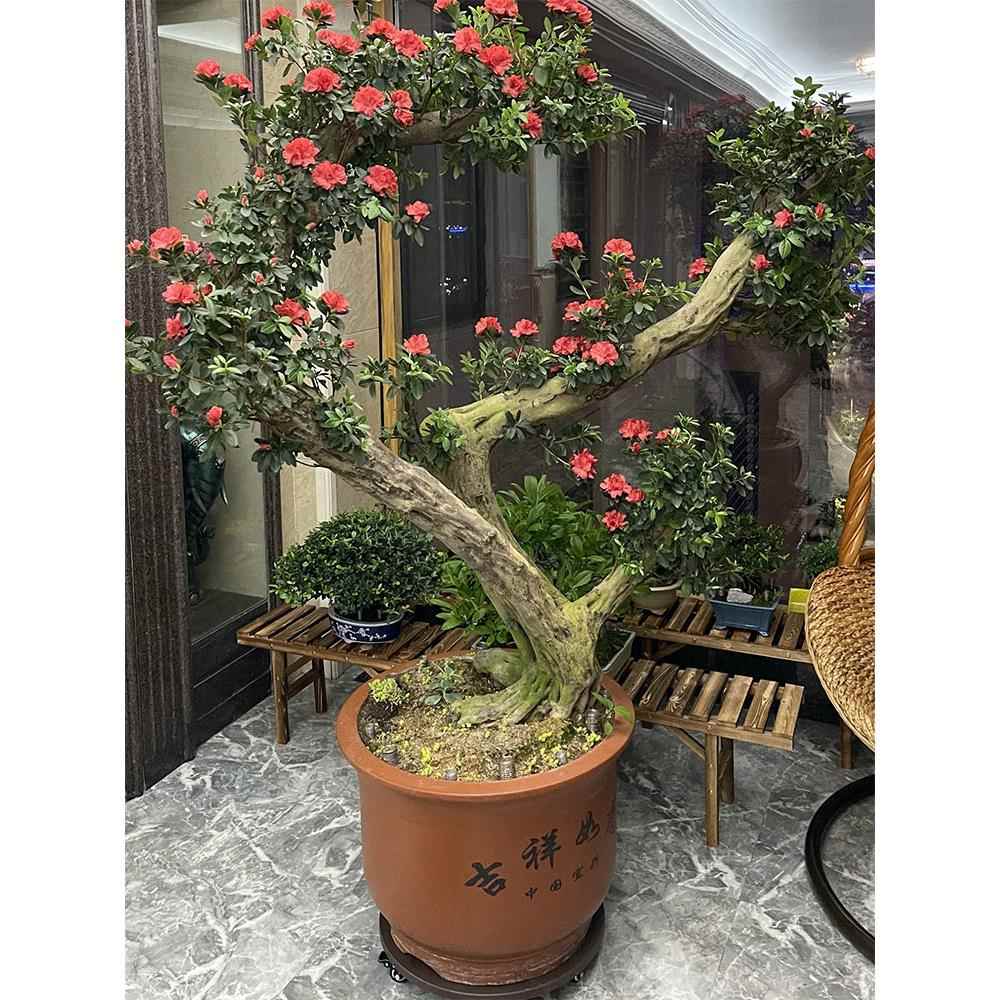 向叶?户外特厚UHF特缸硬移动托盘圆花形带万轮底座花盆水鱼缸大承