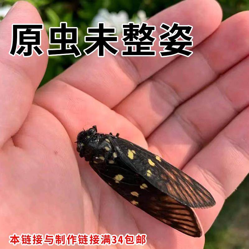 真昆虫甲虫蝴蝶花蝉红白金龟未整姿原蝶展翅原虫标本DIY练手虫,家居饰品,标本类装饰画,淘宝优惠券,粉丝福利购,淘宝优惠卷