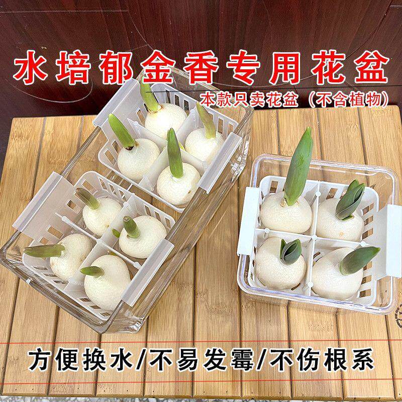 水培郁金香专用花盆透明玻璃花瓶含塑料定植篮水养郁金香种球花篮