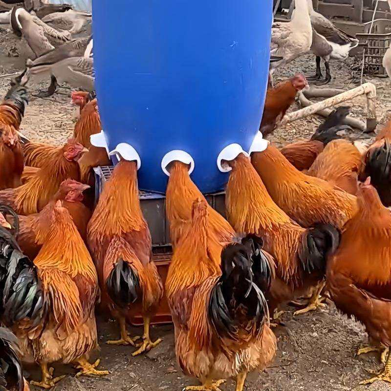 喂鸡鸭鹅喂料器新款加厚自动下料懒人喂料桶人工散养自动喂食神器