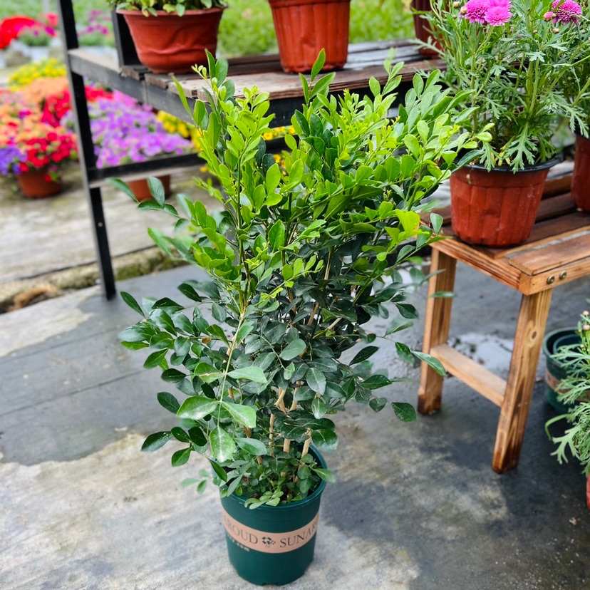 九里香盆栽大苗老桩盆景室内四季花卉绿植驱蚊植物七里香常绿好养