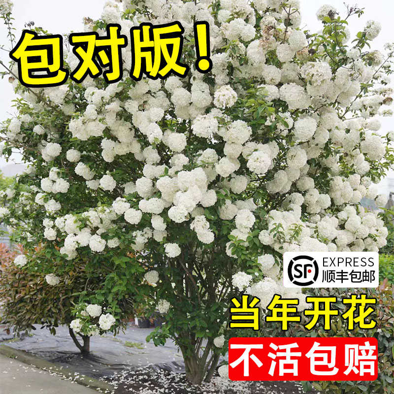 庭院别墅木本绣球花苗楼顶阳台中华斗绣球树苗盆栽地栽植物四季花