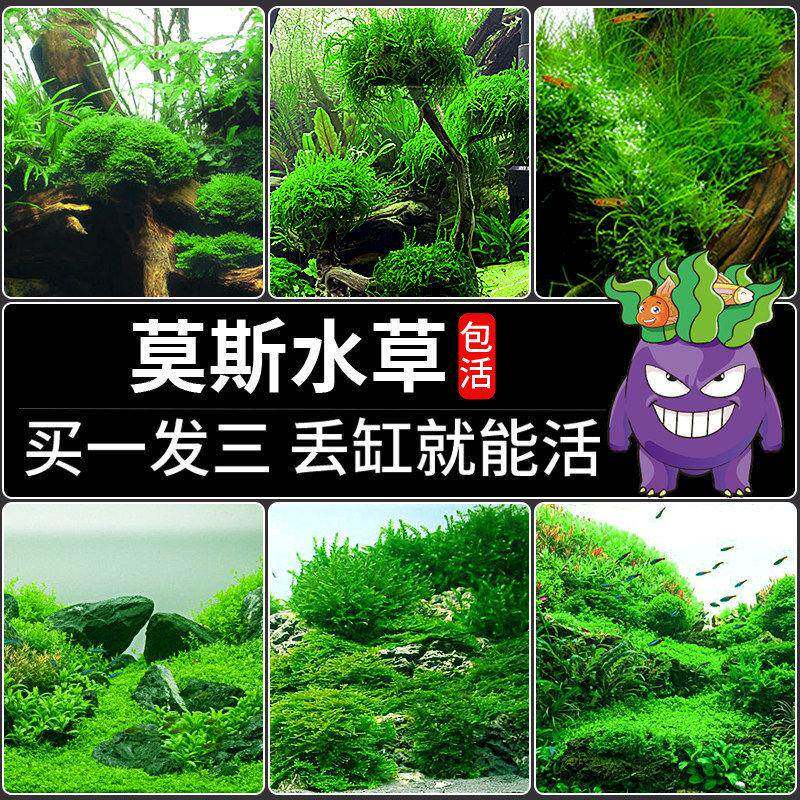 疯狂水草鱼缸造景莫斯水草懒人水培真植物套餐阴性前景珊瑚慕斯树