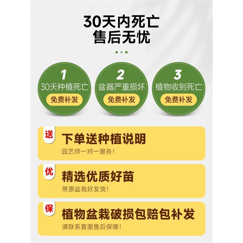 散尾葵凤尾竹盆栽室内客厅大型绿植吸甲醛植物四季常青富贵椰花卉