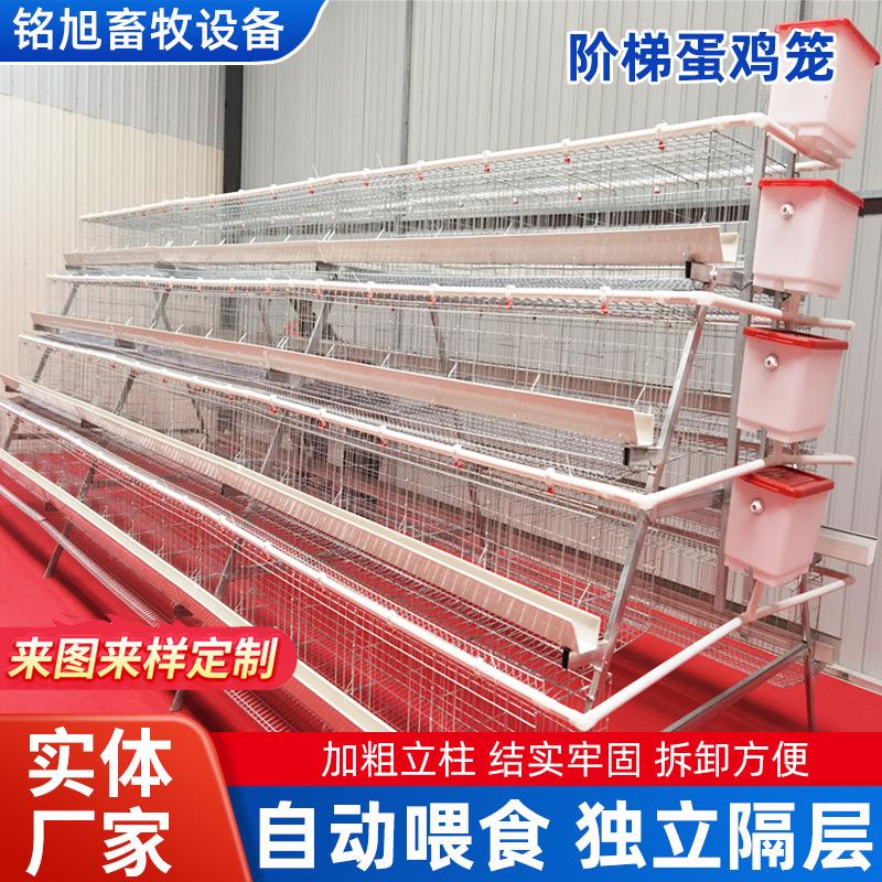 新型阶梯式四层蛋鸡笼热镀锌层叠式蛋鸡笼养设备多层自动化养鸡笼图片