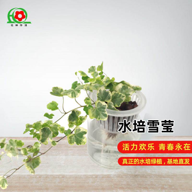 纯水培雪莹常春藤盆栽室内阳台垂吊植物干 干净好养