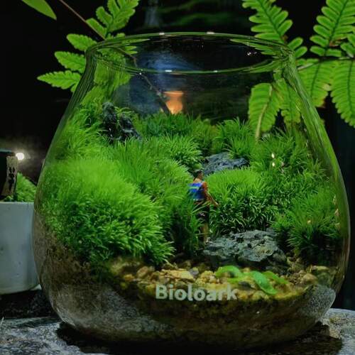 「空城里」泡泡杯苔藓面生态指瓶SNW微景观桌玻璃瓶空城里尖微景