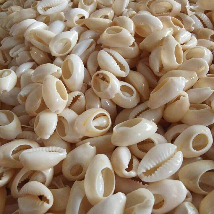 200枚金边海螺硬币片，天然白海螺