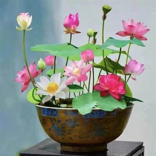 水培碗莲已开 口荷花水培植物盆栽荷花睡莲缸养盆栽植物