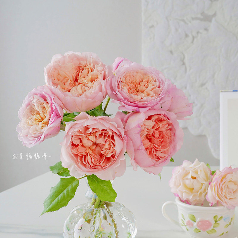 【桃染】天狼月季国产自育月季玫瑰 多季粉色浓香耐热丰花灌木,鲜花速递/花卉仿真/绿植园艺,月季/蔷薇/玫瑰,淘宝优惠券,粉丝福利购,淘宝优惠卷