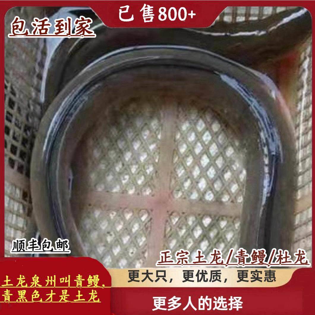 包活福建特产海捕正宗土龙杜龙青鳗鱼食蟹豆齿鳗波露豆齿鳗610g