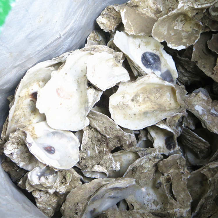 鱼池过滤材料 蚝壳 牡蛎壳(锦鲤池专用滤材)生蚝壳 稳定PH值