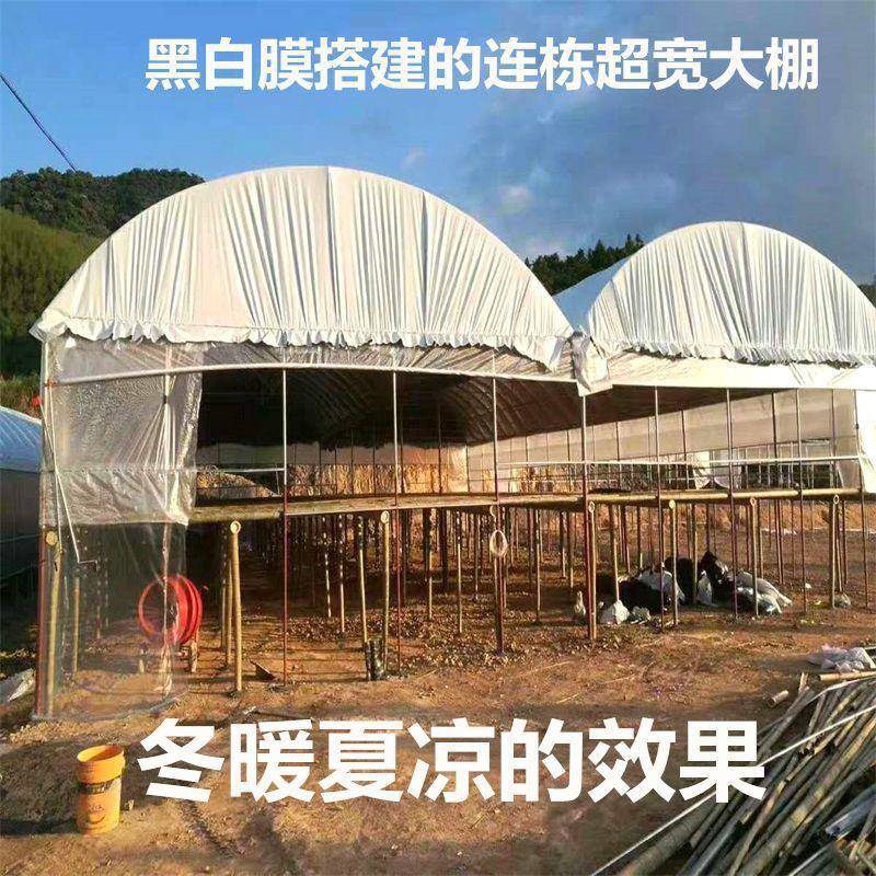 养殖黑白膜巨厚防雨布防晒隔热塑料布防水布防晒隔热膜遮阳布防漏