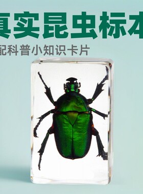3#真实昆虫标本透明树脂蜘蛛蝴蝶金龟蝎子科普摆件手工滴胶工艺品