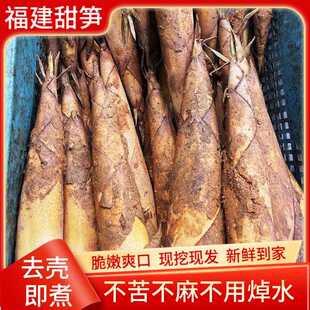 福建新鲜甜笋黄尖笋春笋带壳黄泥竹笋油焖笋时令蔬菜现挖现发4斤