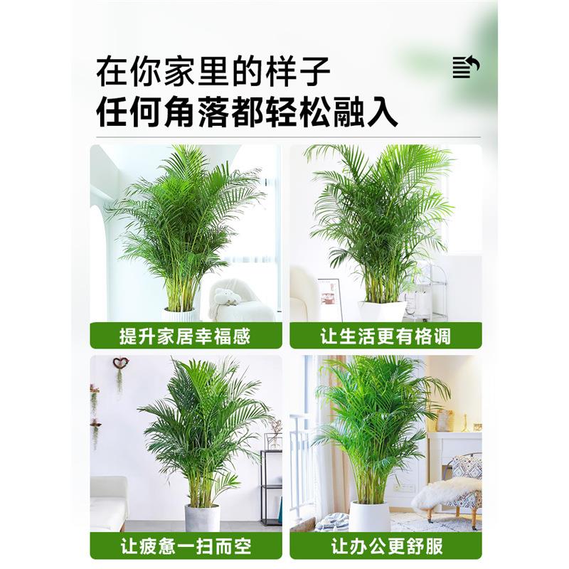 散尾葵绿植物盆栽客厅大型办公室内凤尾竹吸甲醛四季常青好养花卉