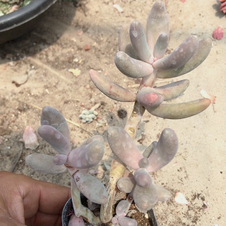 红手指