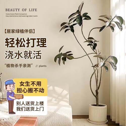 黑金刚橡皮树客厅盆栽办公室内造型落地大型真绿植四季好养活植物