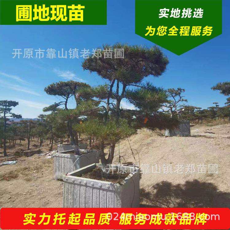东北造型景观松 庭院绿化造型黑松小苗 园林造景工程造型油松