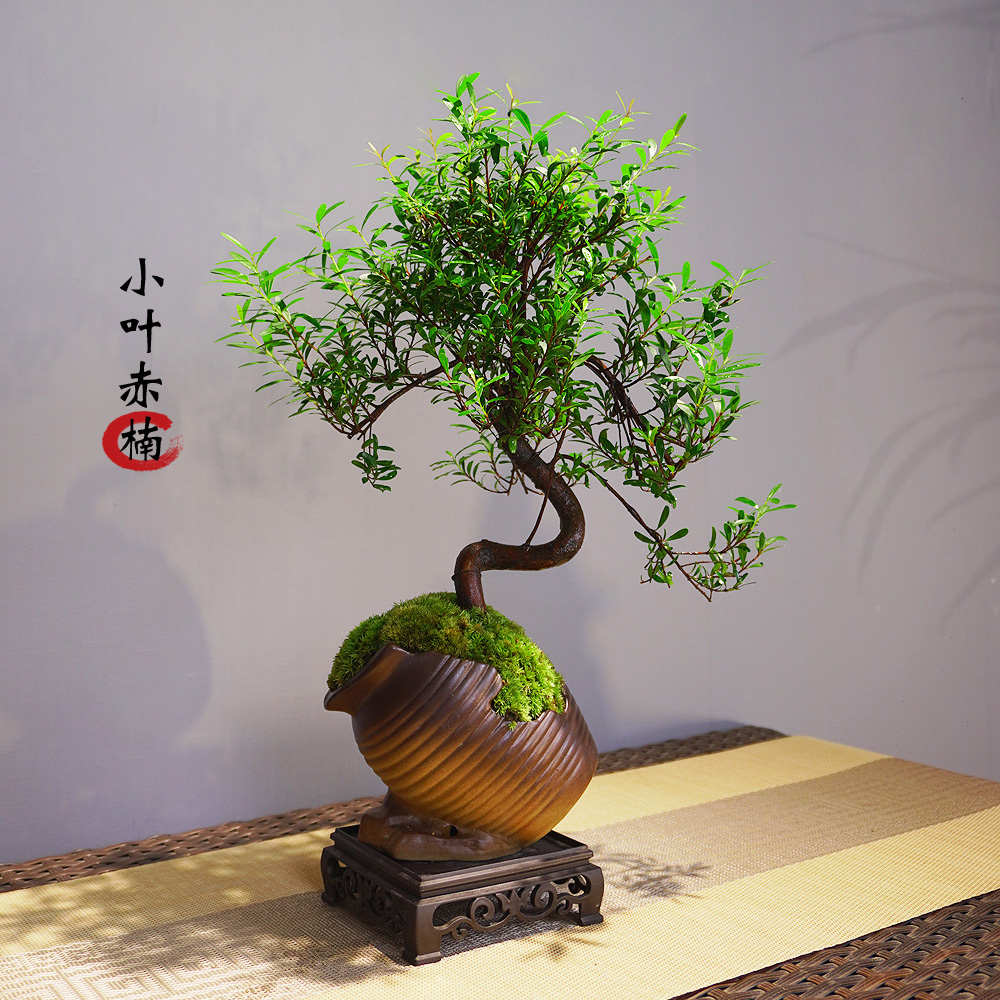 小叶赤楠盆栽老桩小盆景中式禅意室内桌面绿植茶室玄关书房植物
