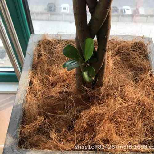 宠物园艺椰丝铺面椰棕丝植物盆栽花盆覆盖小宠及用品
