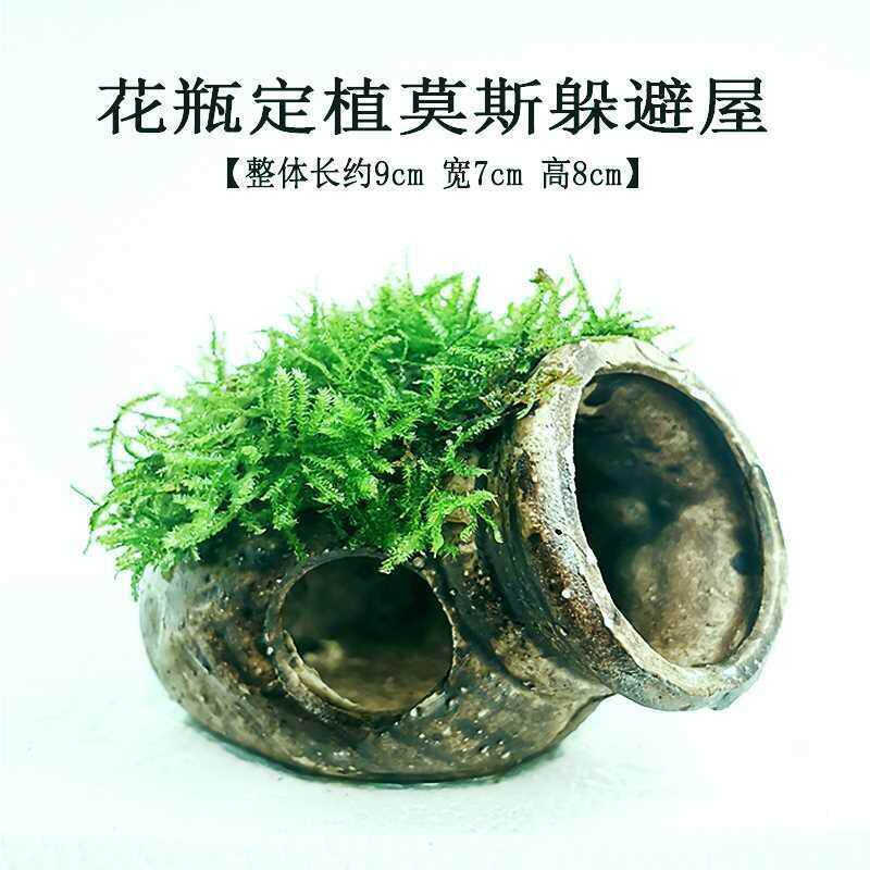 懒人木沉水草手鱼缸景水下装饰造草淡水植物水榕活体水族新84047