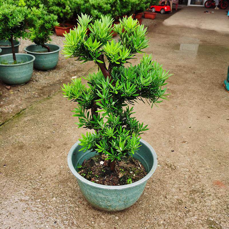 罗汉松盆景老桩真树造型菊花精品庭院小叶地栽花卉名贵苗木别墅