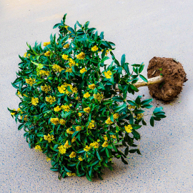 沉香桂花树苗八月浓香花卉实原生高杆金丹大型四季朱砂桂花园庭院