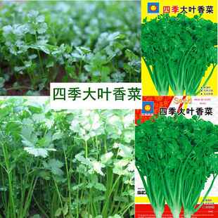 香菜蔬菜种子阳台庭院种植厂家芫荽蔬菜菜籽种子源头厂家 四季