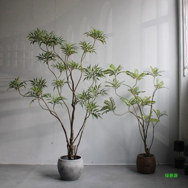 功劳盆栽橱窗落地客厅装饰店铺禅意十大绿植叶下珠物造型